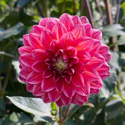Dahlia Tuber: Skeena Rosie