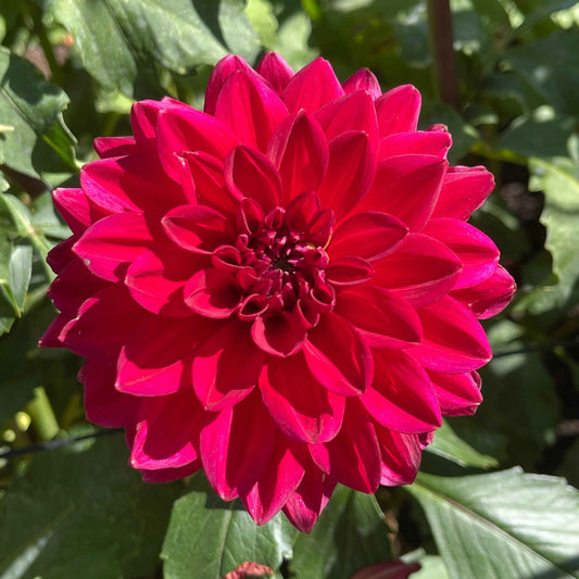 Dahlia Tuber: Skeena Rosie
