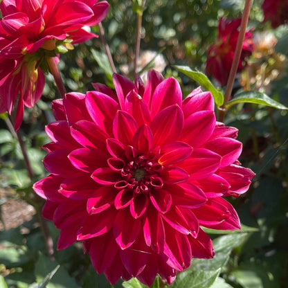Dahlia Tuber: Skeena Rosie