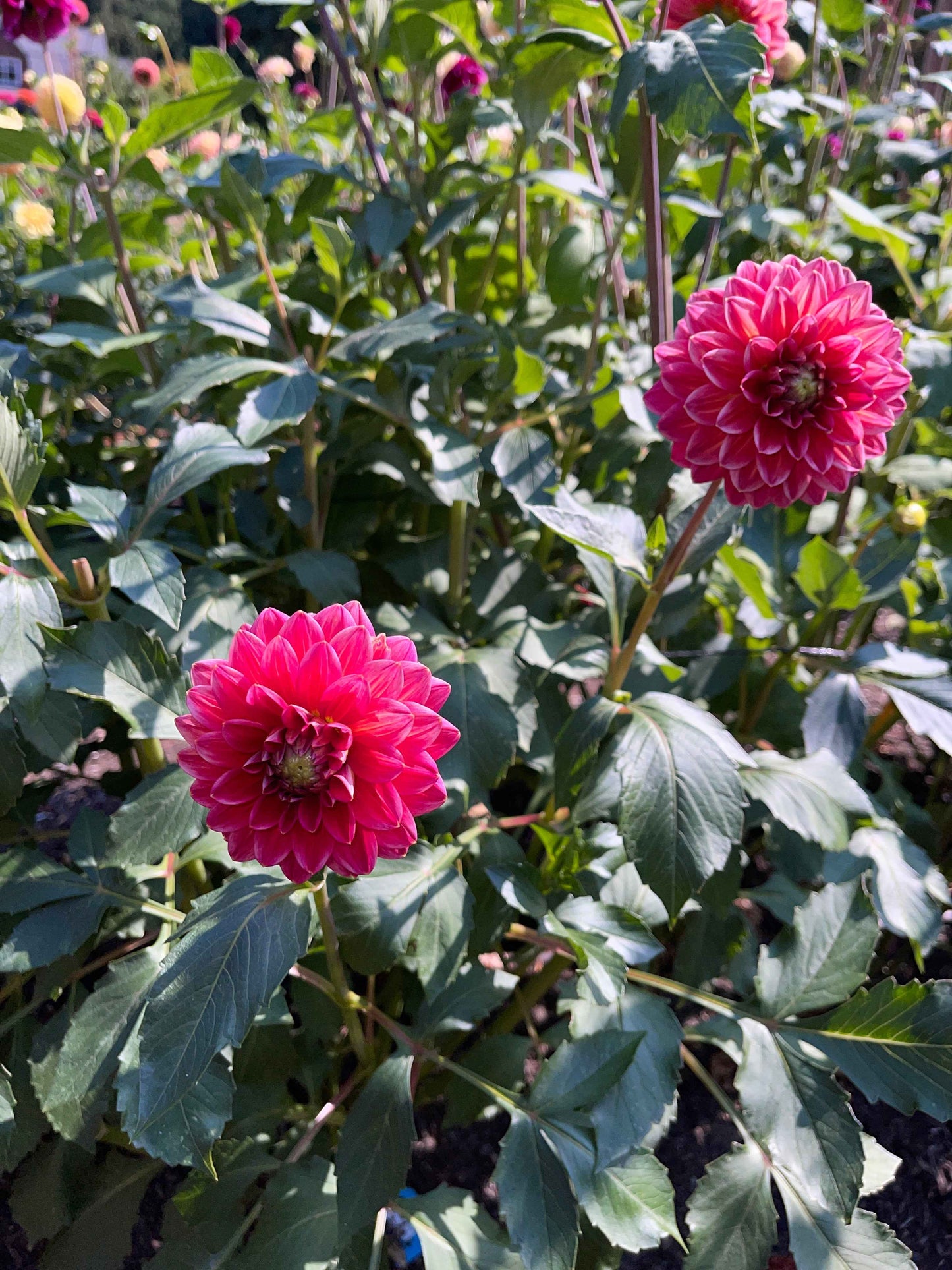 Dahlia Tuber: Skeena Rosie