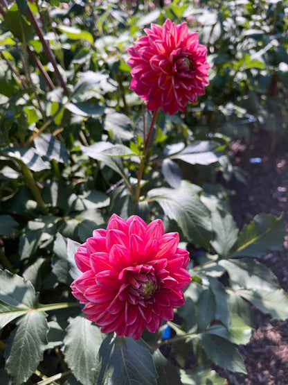 Dahlia Tuber: Skeena Rosie