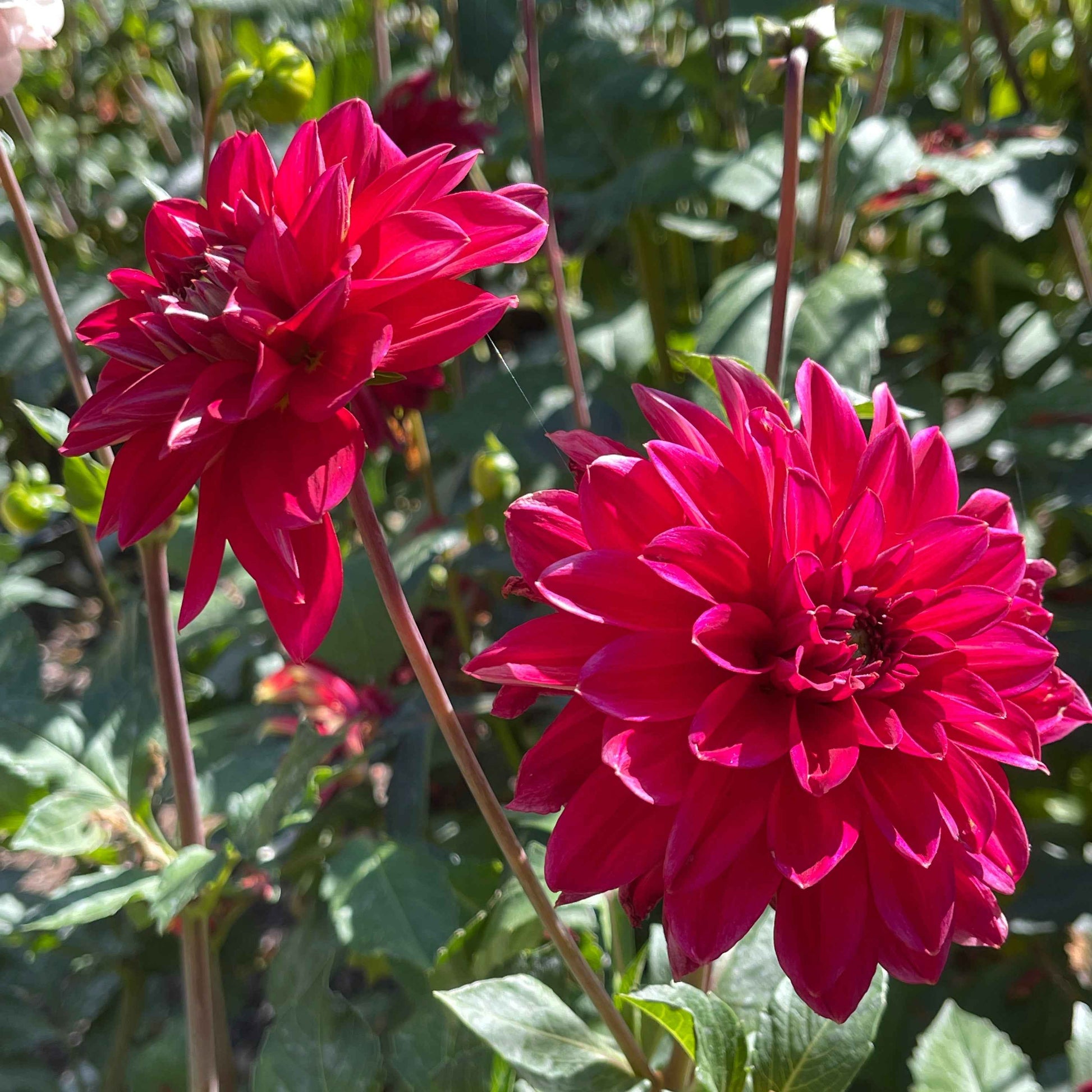 Dahlia Tuber: Skeena Rosie