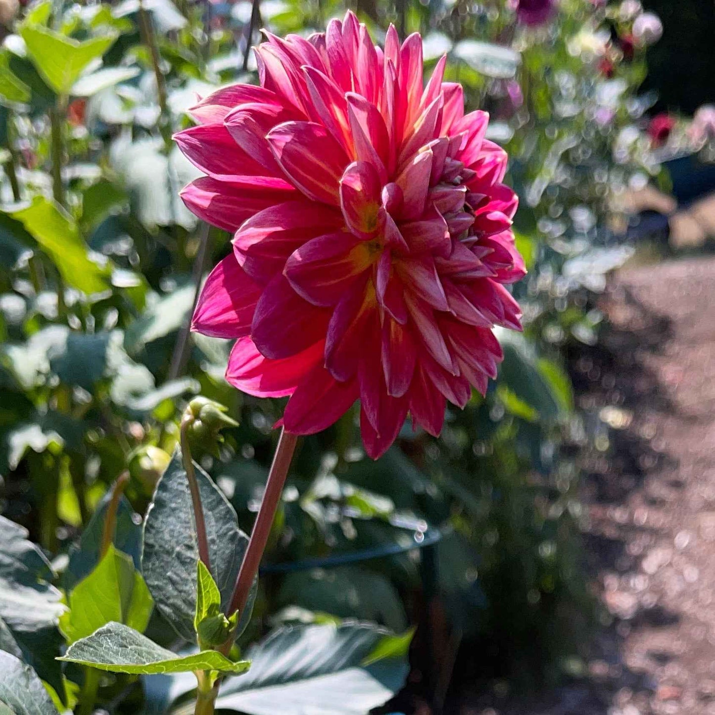 Dahlia Tuber: Skeena Rosie