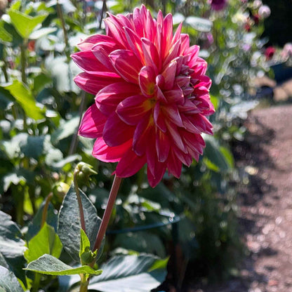 Dahlia Tuber: Skeena Rosie