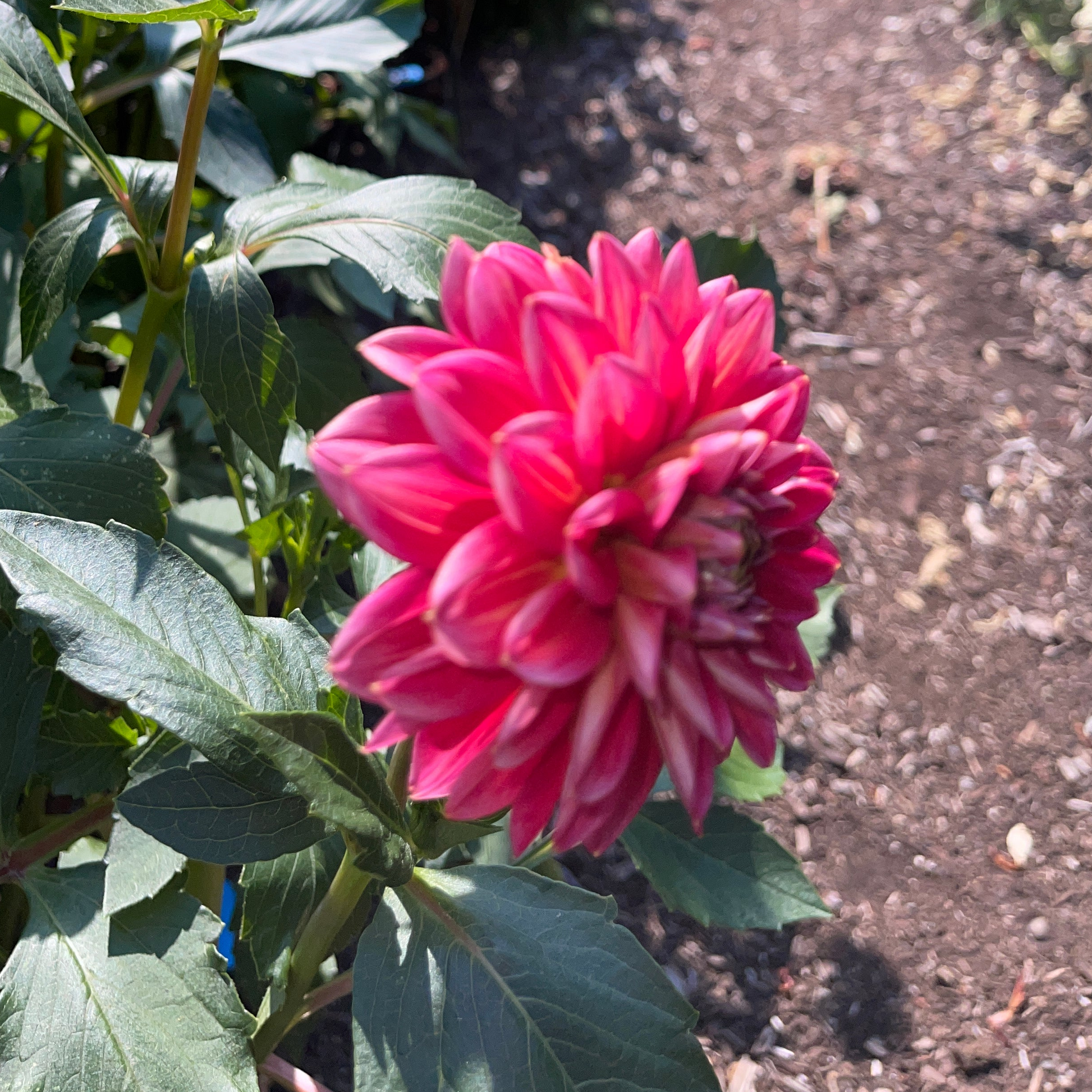 Dahlia Tuber: Skeena Rosie