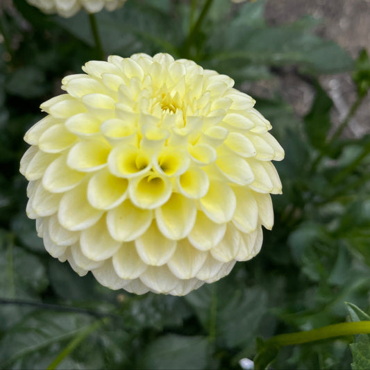 Dahlia Tuber: Skipley Moonglow - Sugar Moon Gardens