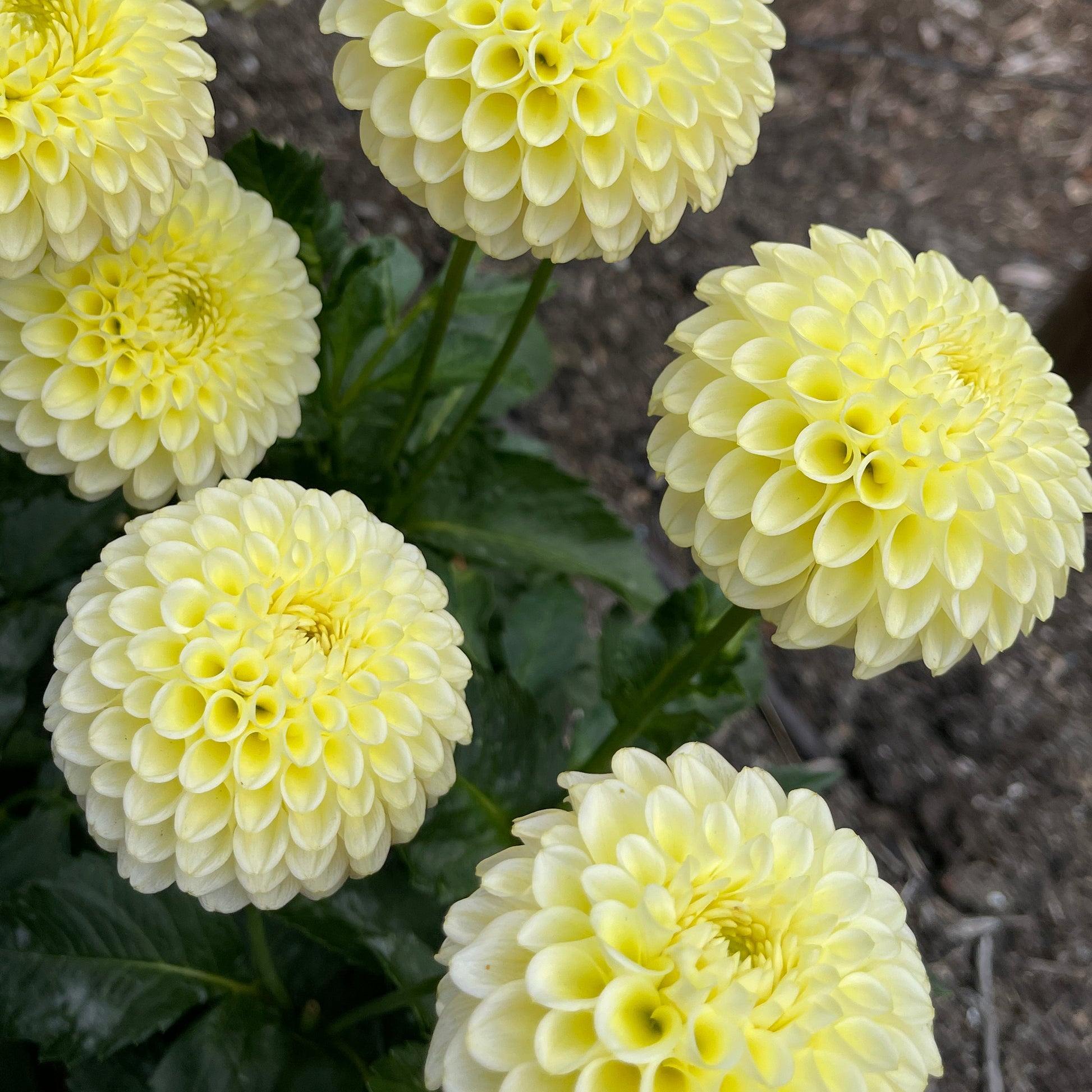 Dahlia Tuber: Skipley Moonglow - Sugar Moon Gardens