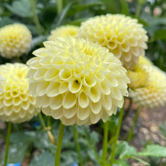 Dahlia Tuber: Skipley Moonglow - Sugar Moon Gardens