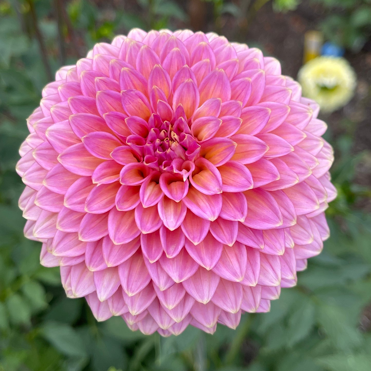 Dahlia Tuber: Skipley Spot of Gold - Sugar Moon Gardens