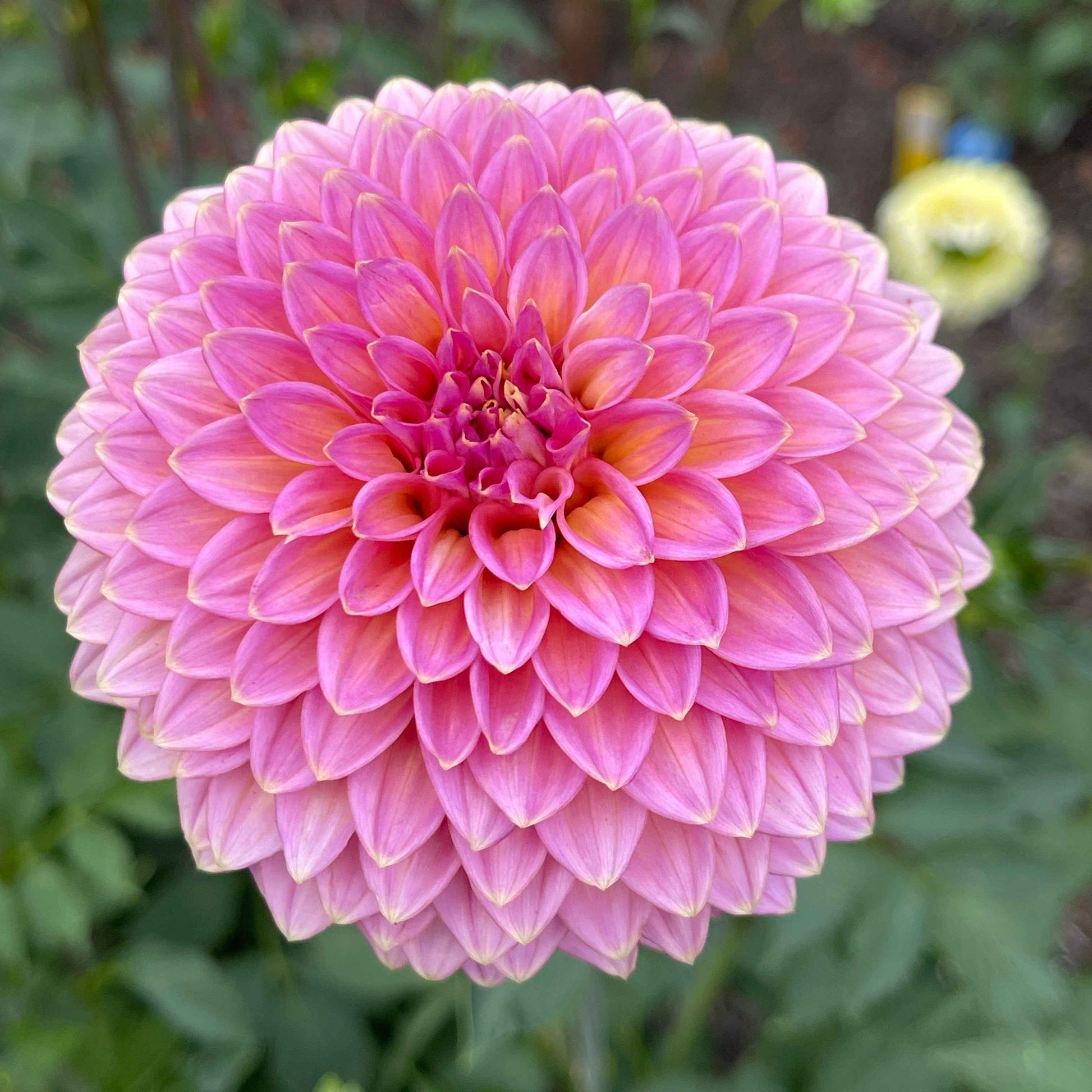 Seeds: Dahlia Mix - Cutting Garden