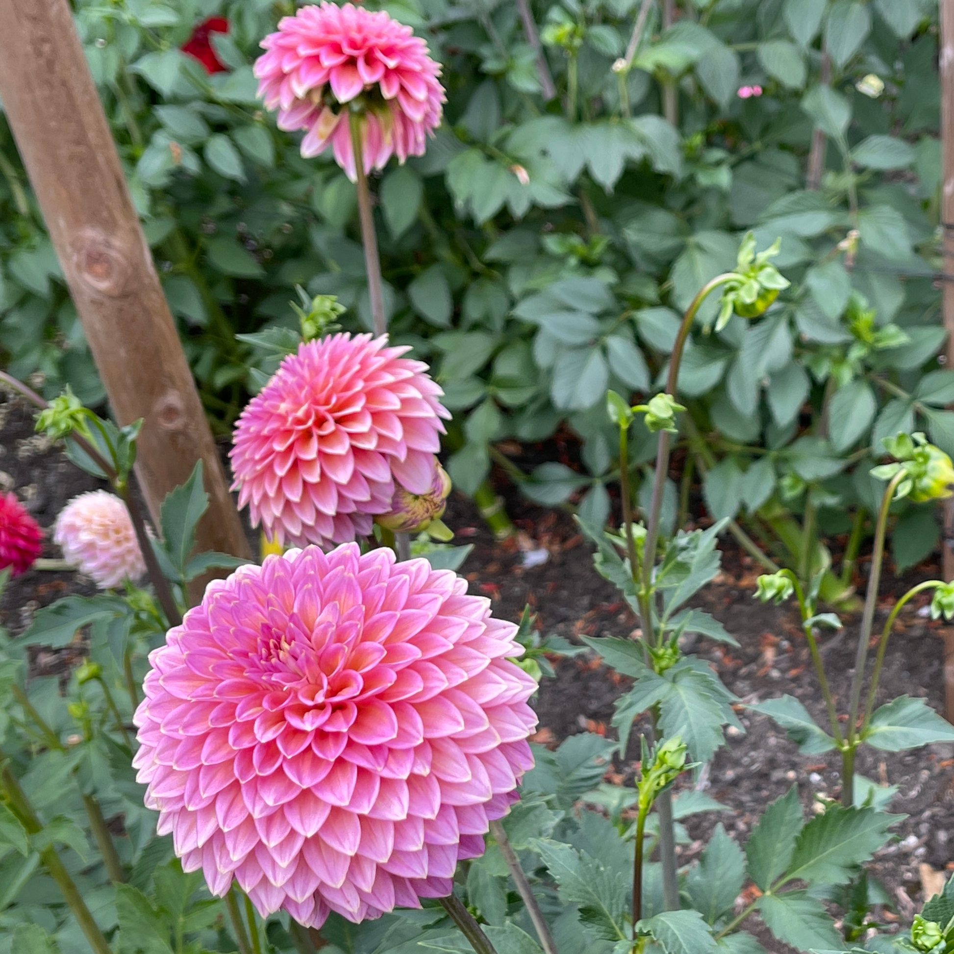 Dahlia Tuber: Skipley Spot of Gold - Sugar Moon Gardens