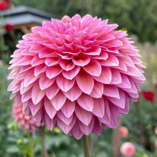 Seeds: Dahlia Solos - Skipley Spot of Gold