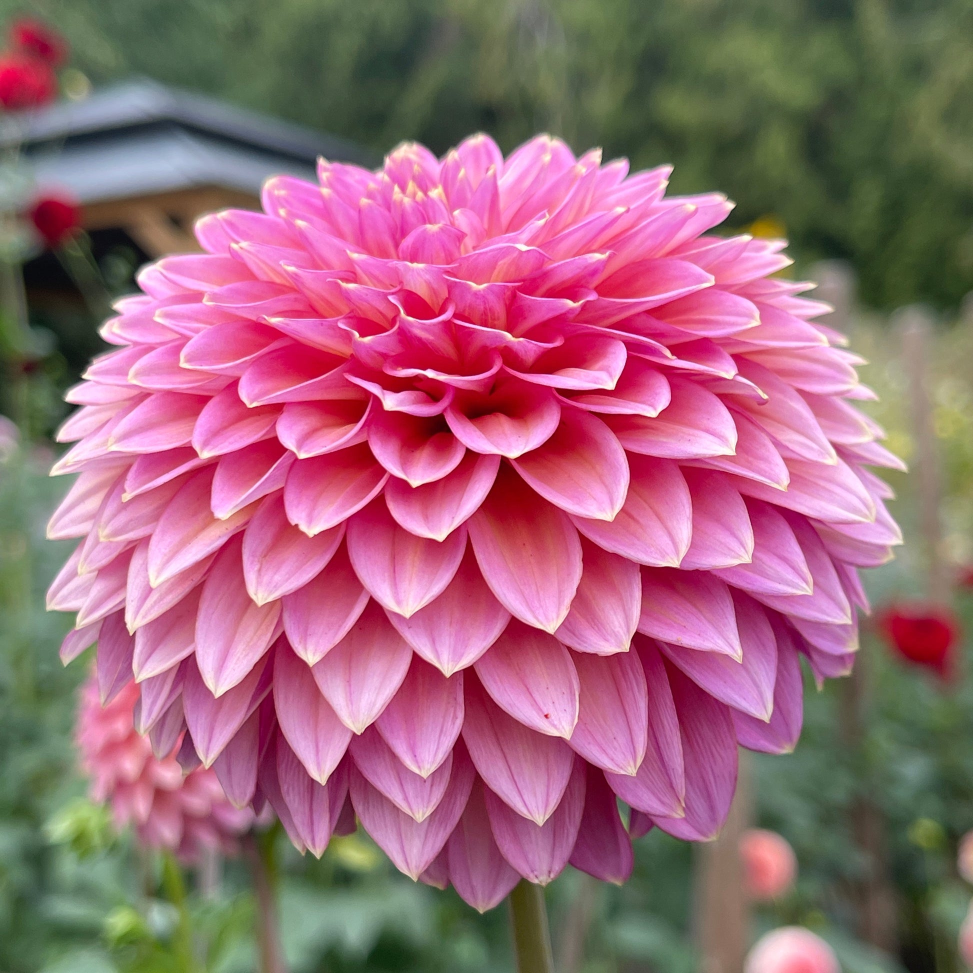 Dahlia Tuber: Skipley Spot of Gold - Sugar Moon Gardens