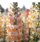 PREORDER:‎ Flower Plant:‎ Snapdragon 6-pack