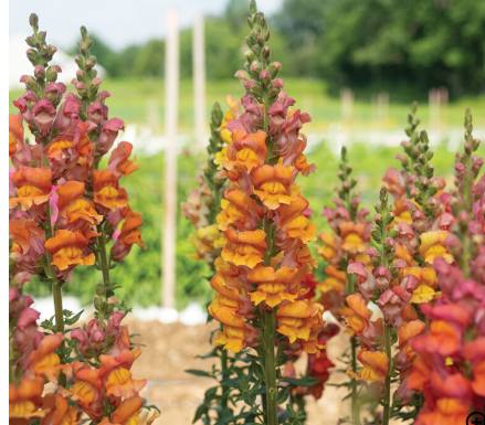 PREORDER:‎ Flower Plant:‎ Snapdragon 6-pack