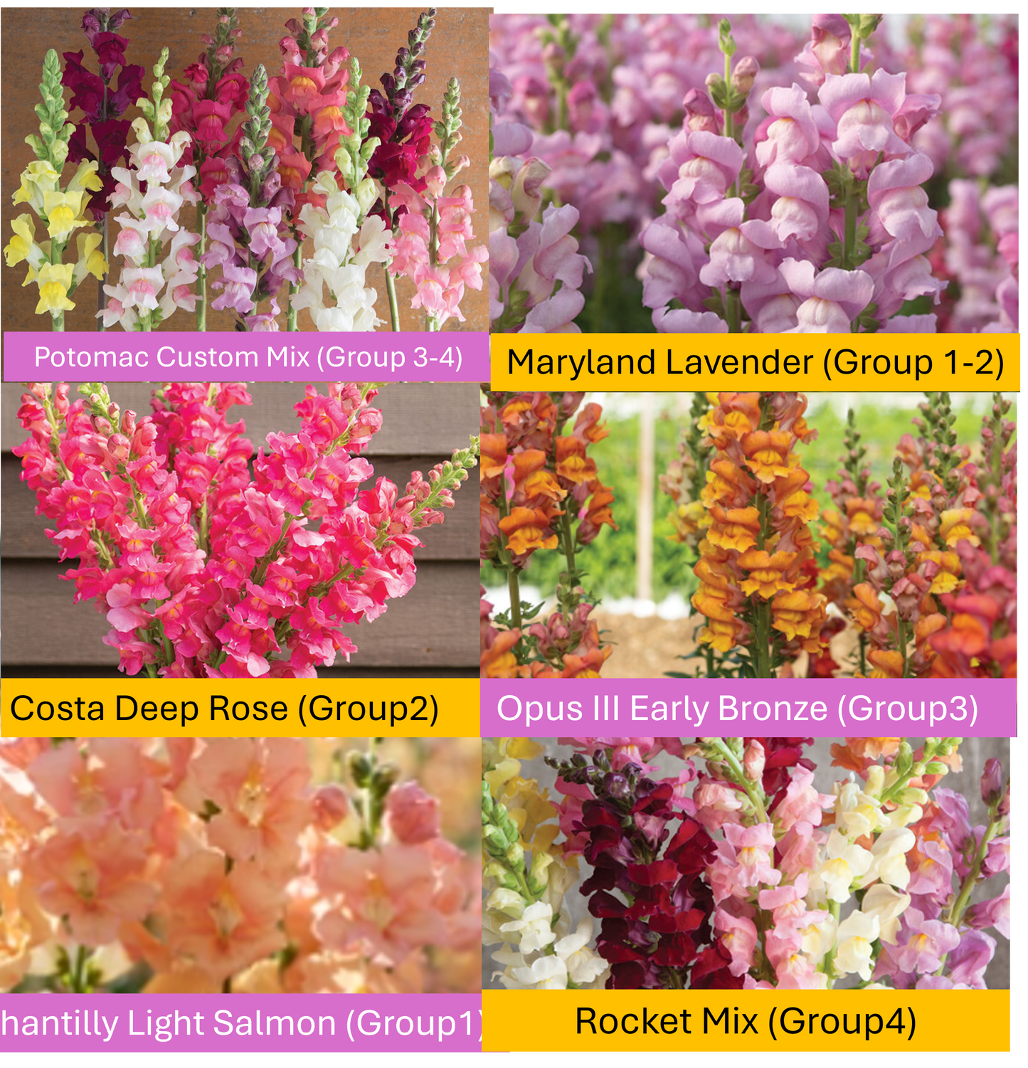 PREORDER:‎ Flower Plant:‎ Snapdragon 6-pack