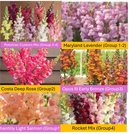 PREORDER:‎ Flower Plant:‎ Snapdragon 6-pack