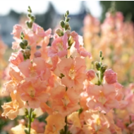 PREORDER:‎ Flower Plant:‎ Snapdragon 6-pack