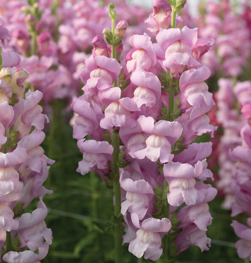 PREORDER:‎ Flower Plant:‎ Snapdragon 6-pack