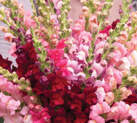 PREORDER:‎ Flower Plant:‎ Snapdragon 6-pack