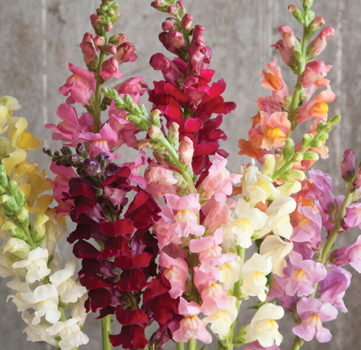 PREORDER:‎ Flower Plant:‎ Snapdragon 6-pack