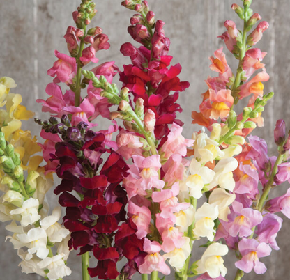 PREORDER:‎ Flower Plant:‎ Snapdragon 6-pack