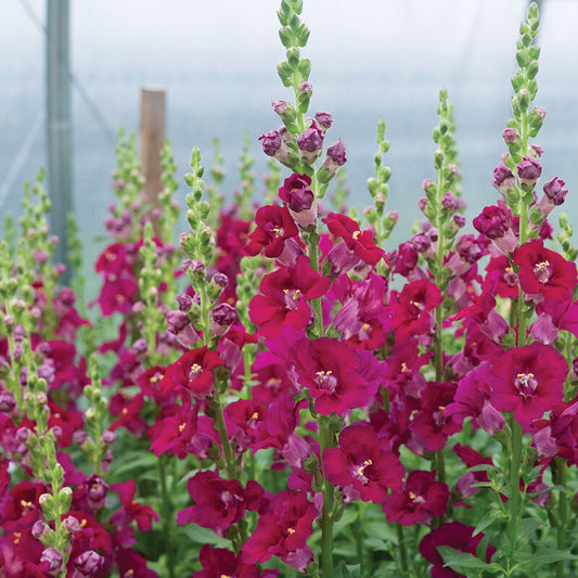 PREORDER:‎ Flower Plant:‎ Snapdragon 6-pack