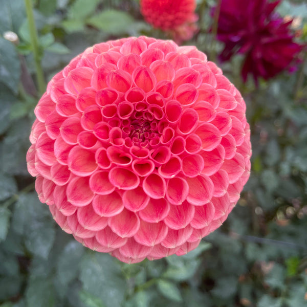 Dahlia Tuber: Snoho Doris – Sugar Moon Gardens