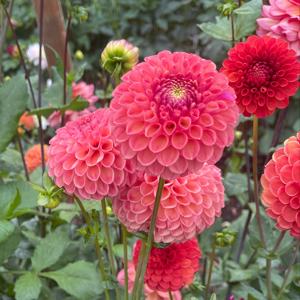 Dahlia Tuber: Snoho Doris – Sugar Moon Gardens