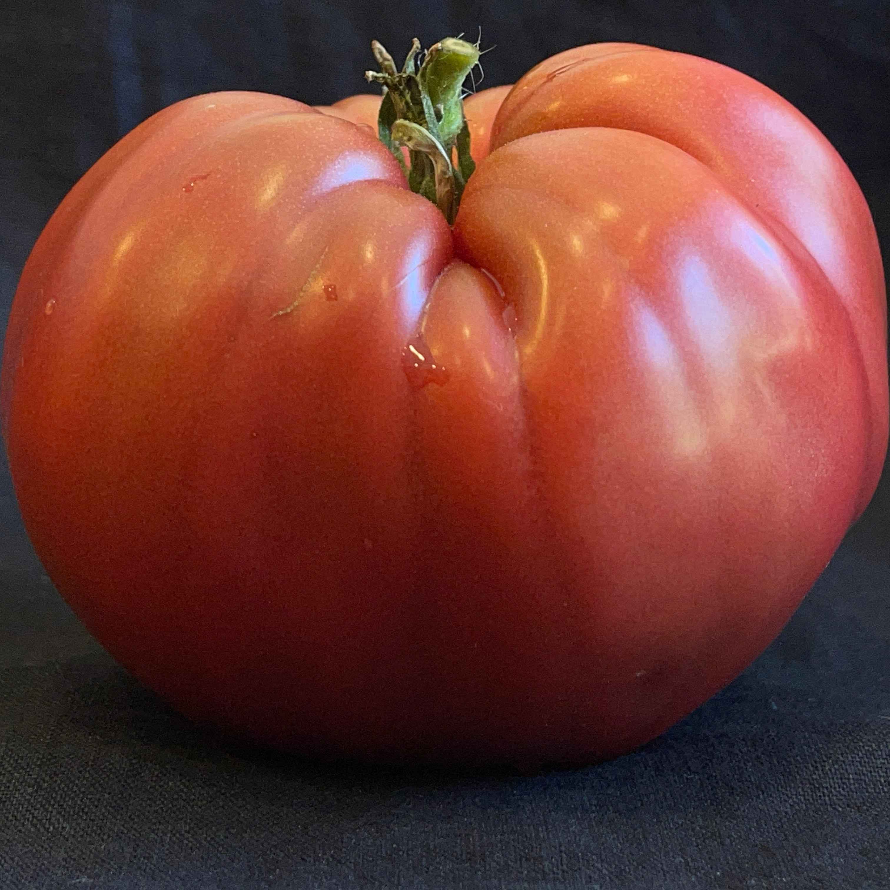 Veg Plant: Tomatoes - New & Exciting collection