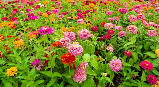 Seeds: Zinnia - State Fair Tall Mix - Sugar Moon Gardens