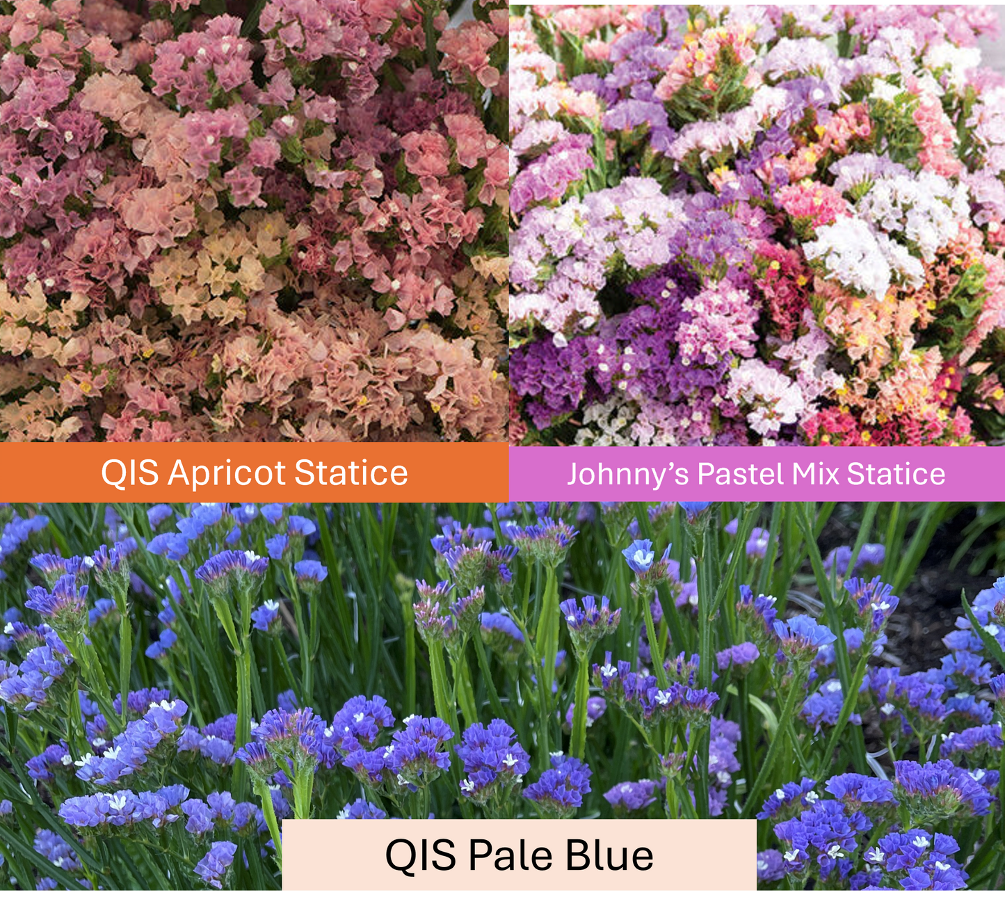 PREORDER:‎ Flower Plant:‎ Statice 6-pack