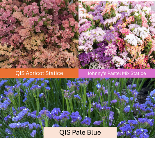 PREORDER:‎ Flower Plant:‎ Statice 6-pack