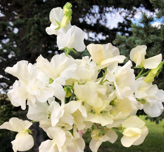 Sweet Pea Seeds: Stella