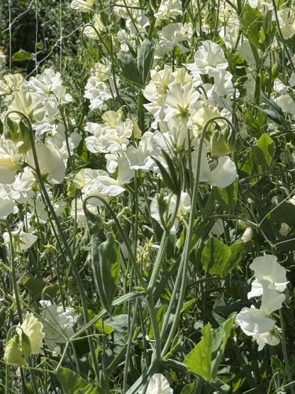 Sweet Peas Stella - Sugar Moon Gardens