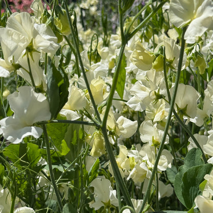 Sweet Peas Stella - Sugar Moon Gardens