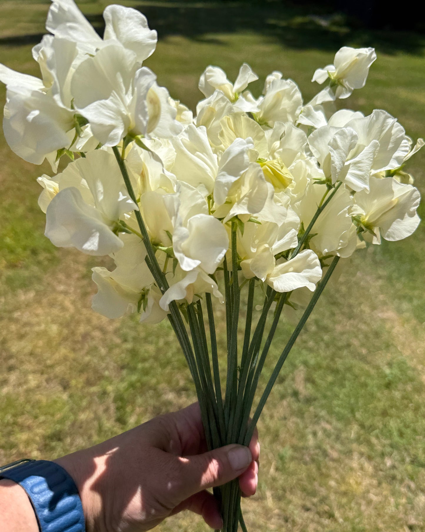 Sweet Peas Stella - Sugar Moon Gardens