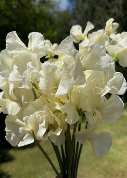 Sweet Peas Stella - Sugar Moon Gardens