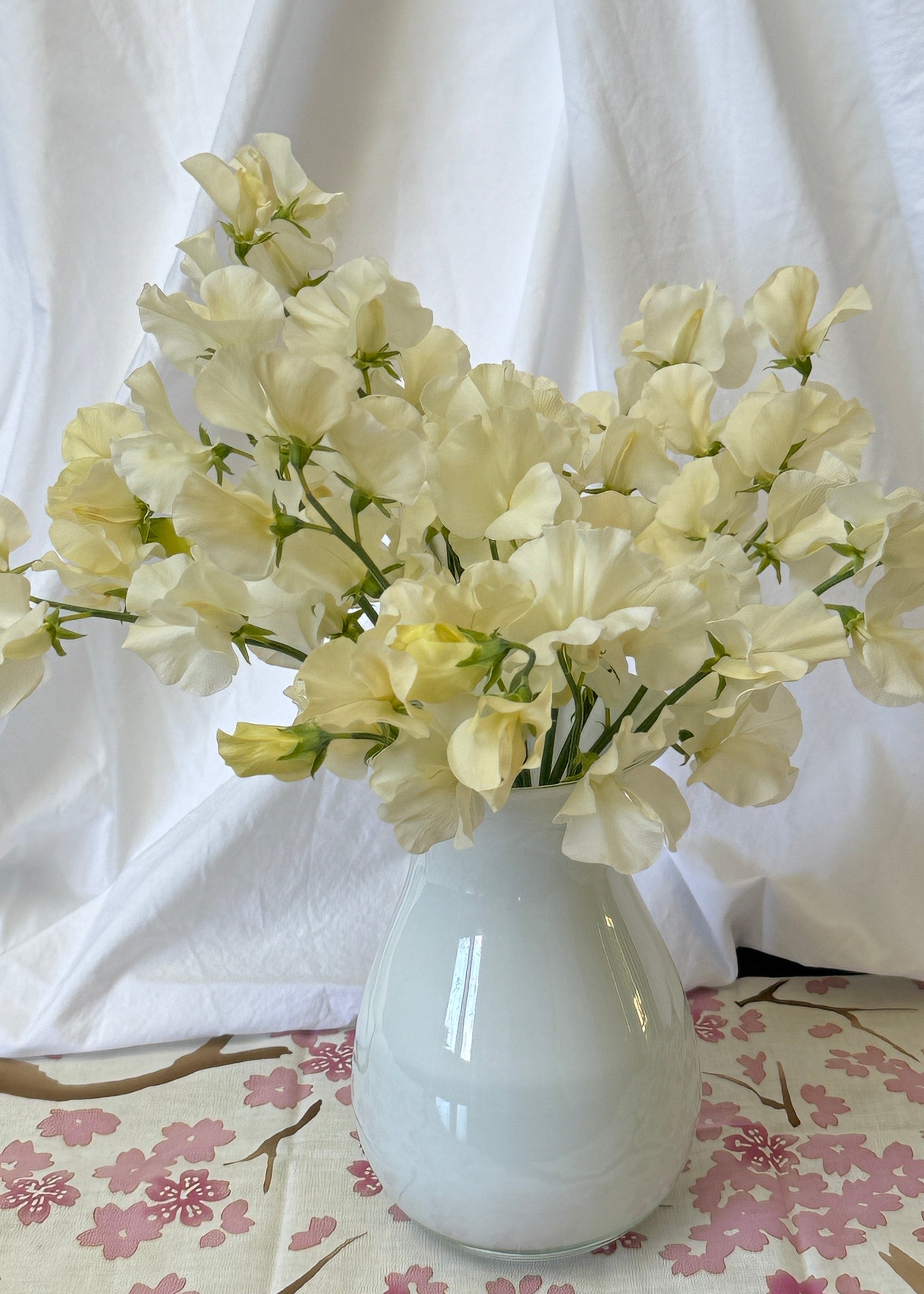 Sweet Peas Stella - Sugar Moon Gardens