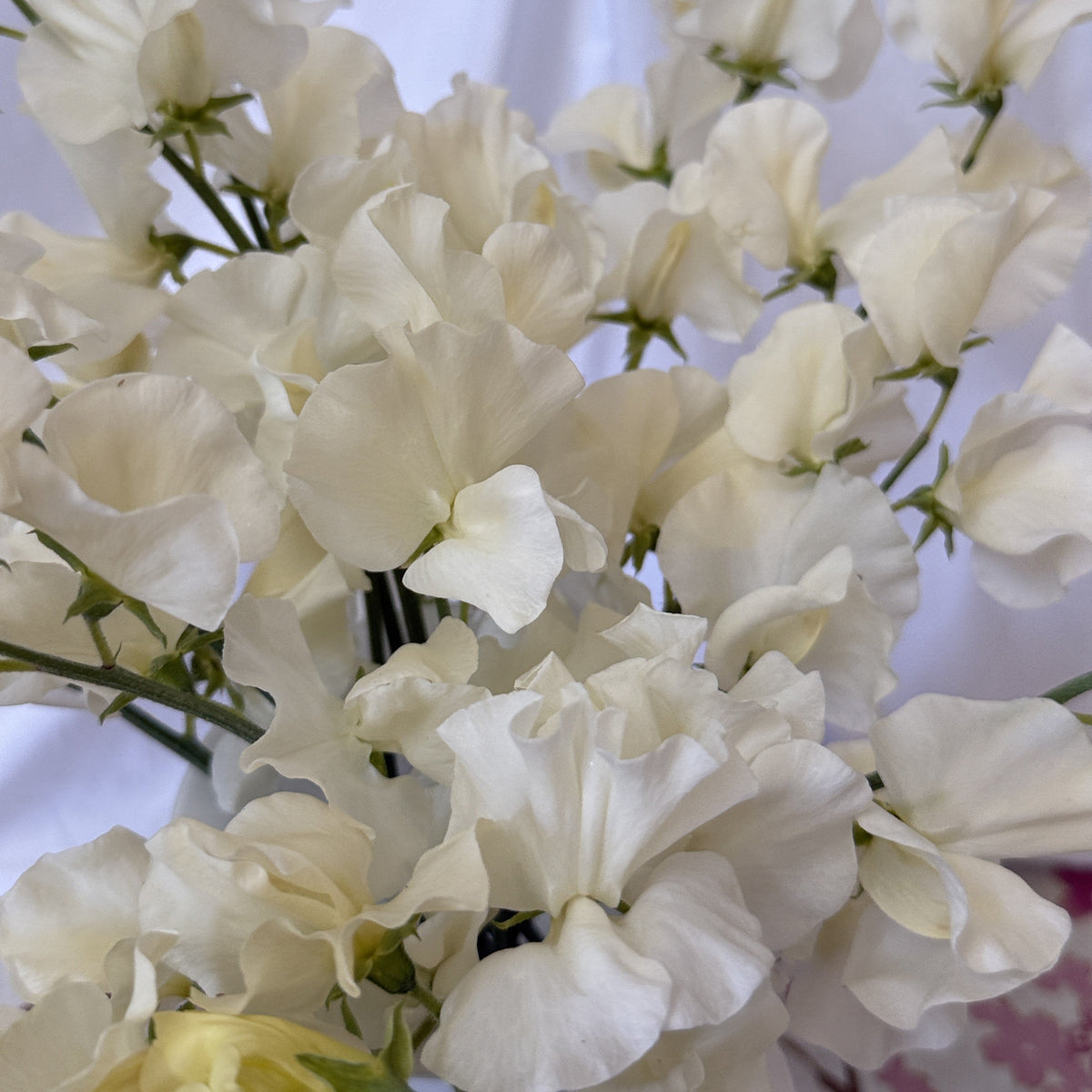 Sweet Peas Stella - Sugar Moon Gardens