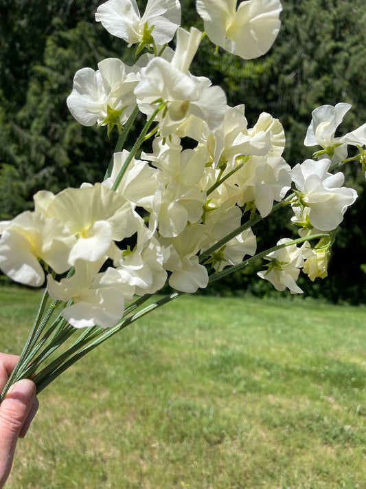 Sweet Pea Seeds: Stella - LIMIT 1 - Sugar Moon Gardens