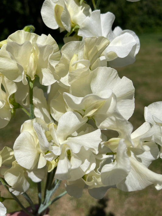 Sweet Pea Seeds: Stella