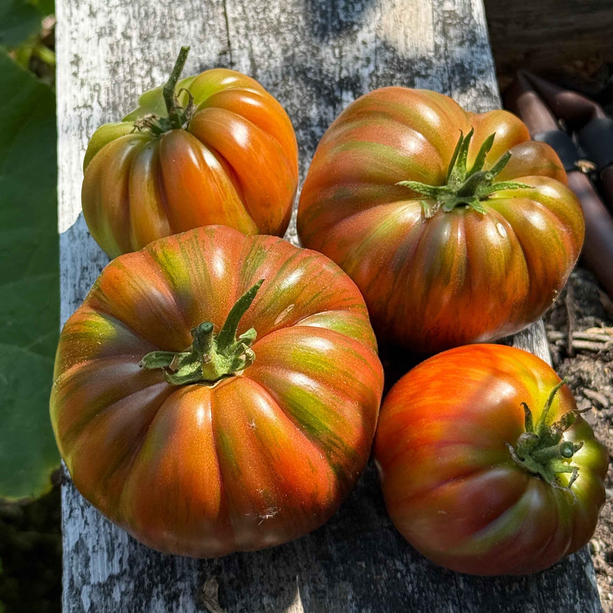 Seeds:‎ Tomato - Suffer Well