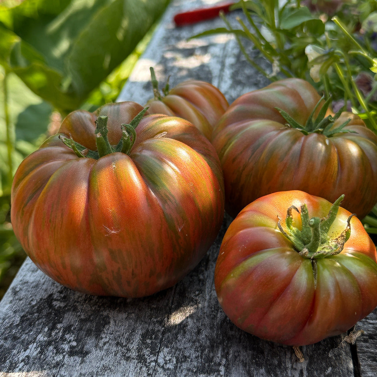 Seeds: Tomato - Suffer Well - Sugar Moon Gardens