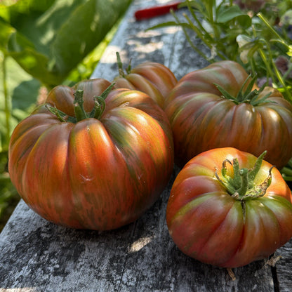 Seeds: Tomato - Suffer Well - Sugar Moon Gardens