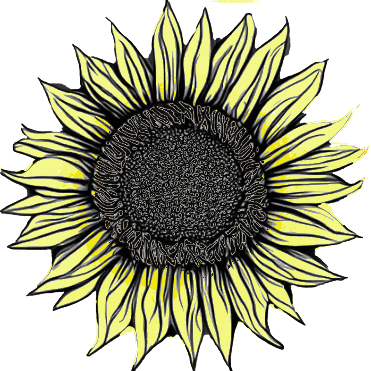PREORDER: Flower Plants: Sunflowers singles