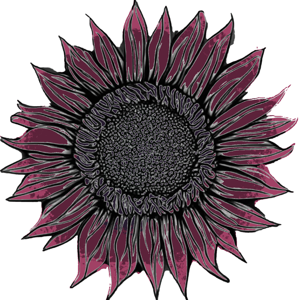 Seeds Sunflower ProCut® Red (F1) Sugar Moon Gardens