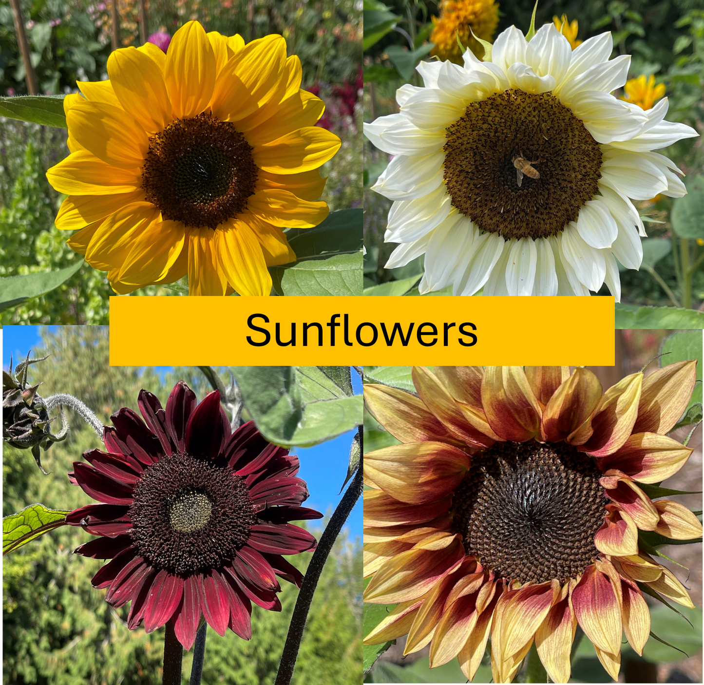 PREORDER: Flower Plants: Sunflowers singles