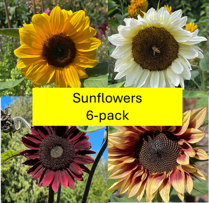 PREORDER: Flower Plants: Sunflowers 6-pack