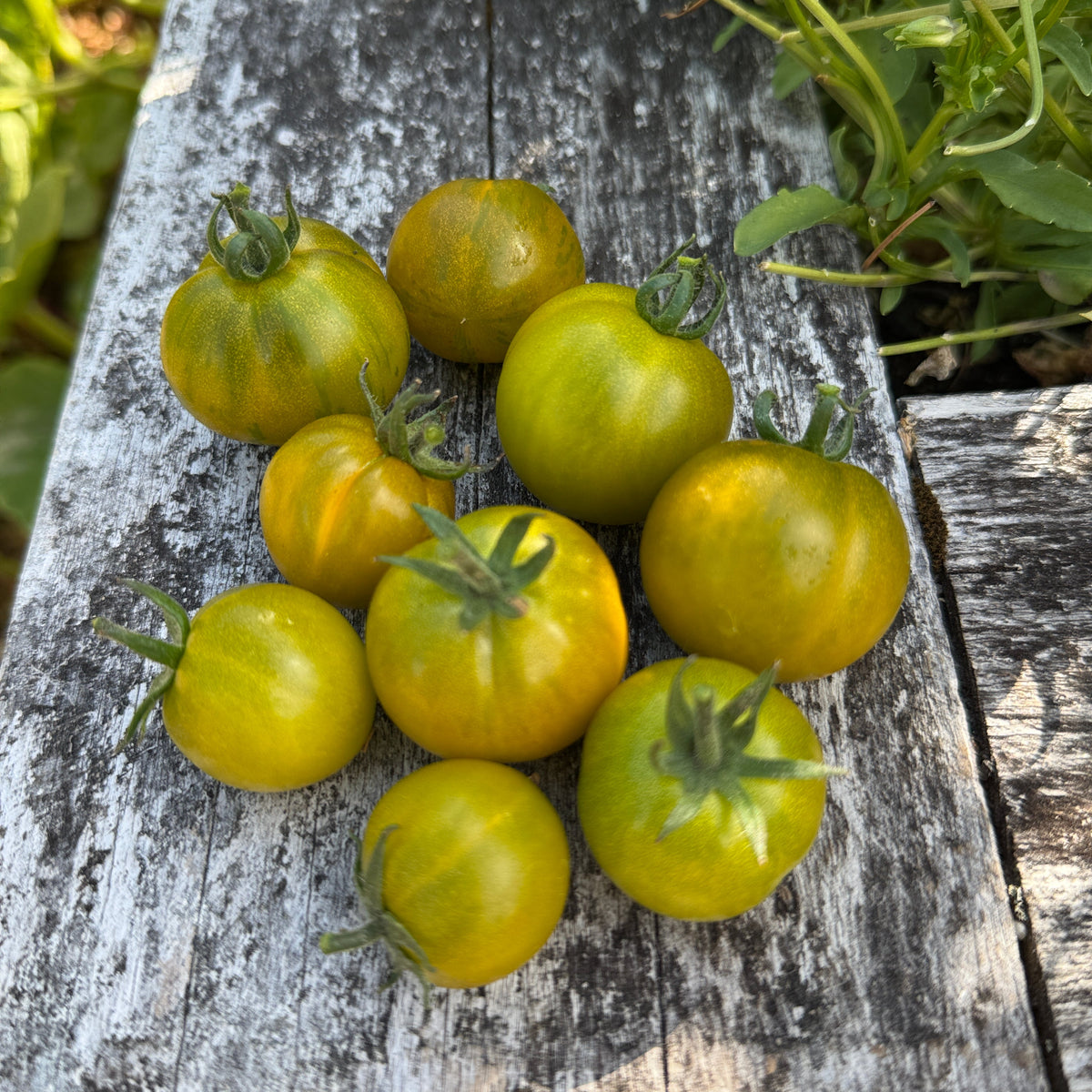 Seeds: Tomato - Sweet Baby Jade - Sugar Moon Gardens